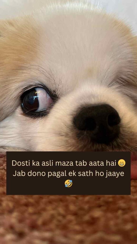 [2 Line] 554+ Funny Shayari 😂For Best Friend